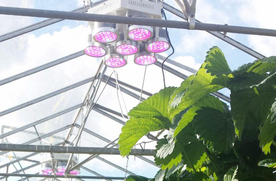 Plessey's PhytoLux Attis-7 LED horticultural lights in use by a commercial strawberry grower near Colchester, UK for successful season extension. 
