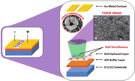 Figure 1: Fabricated device and exploded model representing field emission secondary electron microscopy image of epitaxial GaN film as well as nanoflowers in grown heterostructure.