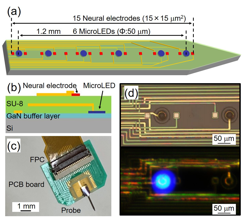 Figure 1: Micro-LED neural electrode probe fabricated by professor Sekiguchi’s group integrating ALLOS’ high-crystal -quality and strain-engineering epiwafer technologies. 