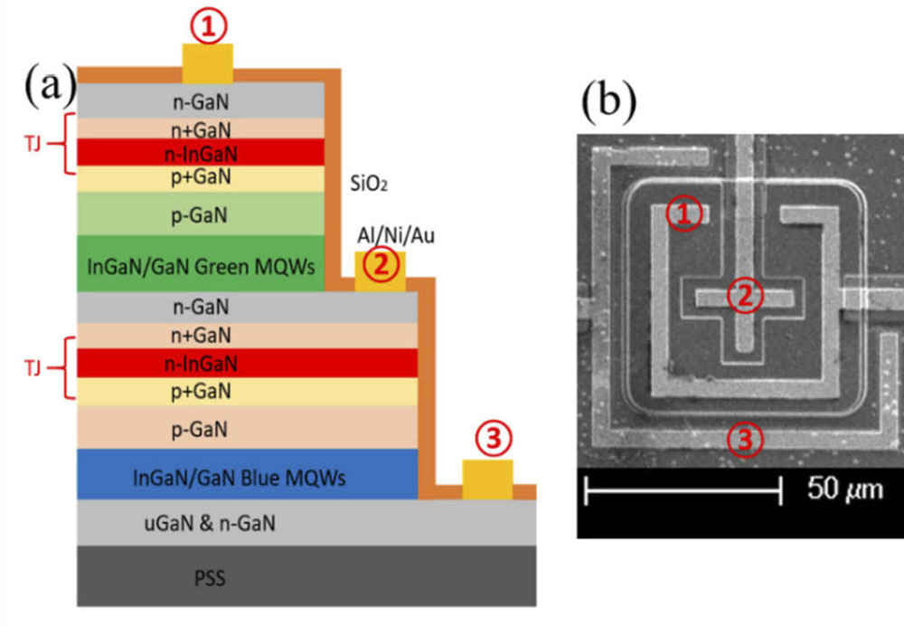 Figure 1: (a) Schematic cascaded TJs blue and green μLEDs and (b) scanning electron microscope image of fabricated device. 