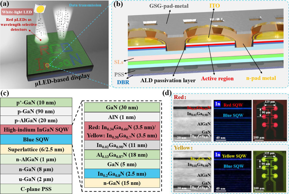 Figure 1: (a) Display, transmitter and wavelength-selective photodiodes multi-functional μLED applications. (b) Red and yellow μLED scheme and (c) epitaxial structure. (d) Transmission electron microscope (TEM) images, indium element energy-dispersive x-ray spectroscopy (EDS), and optical micrograph images.