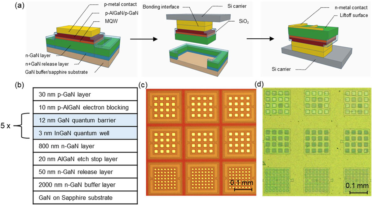 Figure 1. (a) Micro-LED transfer process scheme. (b) Epitaxial structure. Differential interference contrast microscopy false-colored images: (c) before EC etching and bonding (from p-side) and (d) after transfer to silicon carrier substrate (from n-side).