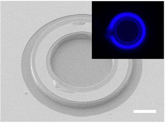 Figure 7: SEM image of micro-ring laser: outer diameter, 50μm; inner diameter, 30μm. Scale bar, 10μm. Inset: electroluminescence (EL) image.